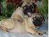 PoulaTo: Ελκυστικά κουτάβια Pug