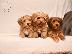 PoulaTo: Havanese Bichon κουτάβια
