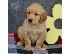 PoulaTo: X μάζα τεριέ Golden Retriever