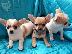 PoulaTo: Chihuahua mini