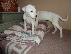 PoulaTo: dogo argentino