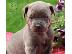 PoulaTo: Cane Corso