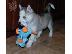 PoulaTo: Siberian Husky κουτάβια Μπλε μάτια έτοιμα