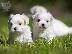 PoulaTo: Maltese mini