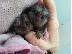 PoulaTo: Δύο κουτάβια Top Class Maltese Available;