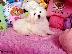PoulaTo: Δύο κουτάβια Top Class Maltese Available