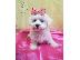 PoulaTo: Maltese Puppies