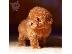 PoulaTo: Poodle mini - Κανίς μίνι