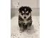 PoulaTo: Εκπληκτικά Pomsky κουτάβια