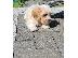 PoulaTo: Όμορφο όμορφο Cavachon