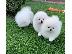 PoulaTo: Δύο φοβερά κουτάβια Mini Pomeranian