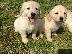PoulaTo: Golden Retriever x Golden Labrador κουτάβια