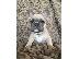 PoulaTo: French bulldog γαλλικο μπουλντογ