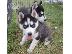 PoulaTo: Χάσκι Σιβηρίας (Siberian Husky)