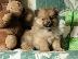 PoulaTo: Αξιολάτρευτο Pomeranian Puppies γενεαλογικό