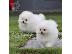PoulaTo: Rehoming ένα γλυκό κουτάβι Pomeranian!