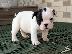 PoulaTo: AKC quality French Bulldog Puppy for free adoption!!!
