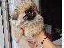PoulaTo: Pekingese