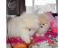 PoulaTo: Καταπληκτικά κουτάβια από Pomeranian!
