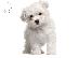 PoulaTo: Maltipoo
