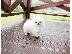 PoulaTo: Pomeranian Toy