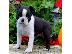 PoulaTo: Super Adorable Boston Terrier κουτάβια