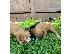 PoulaTo: F2 Cockapoo κουτάβια προς πώληση στο Loving Forever Home