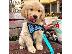 PoulaTo: Lovely Golden retriever κουτάβια Διαθέσιμο προς πώληση.