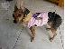 PoulaTo: pinscher toy καθαρόαιμα