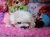 PoulaTo: Ανεκτίμητη γενεαλογία Maltese Puppy έτοιμο για υιοθεσία!...