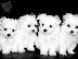 PoulaTo: Maltese mini