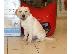 PoulaTo: Φοβερό Labrador Retriever Pups
