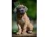 PoulaTo: Cane Corso κουτάβια
