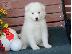 PoulaTo: Όμορφα υγιή κουτάβια Samoyed