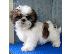 PoulaTo: Καλό Κοιτάζοντας κουτάβια Shih Tzu