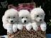 PoulaTo: Lovely Samoyed Pups Πλήρως δοκιμασμένο για την υγεία