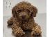 PoulaTo: Caniche poodle Mini Apricot Red