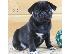PoulaTo: πανέμορφα κουτάβια Pug