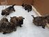 PoulaTo: Λατρευτά κουτάβια Cairn Terrier