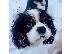 PoulaTo: Φοβερός Cavalier King Charles