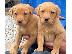 PoulaTo: Εδώ έχουμε 5 όμορφα κουτάβια Labrador retriever. Αυτά τα
