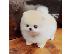 PoulaTo: Φοβερά κουτάβια Pomeranian