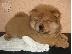 PoulaTo: έχουμε μια όμορφη στρωμνή kc chow chow chow chow