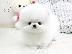 PoulaTo: Pomeranian