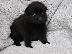 PoulaTo: Κουτάβια Pomeranian