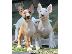 PoulaTo: Standard Bull Terrier κουτάβια