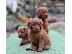 PoulaTo: Χαριτωμένα κουτάβια Labradoodle