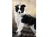 PoulaTo: border collie