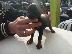 PoulaTo: Pinscher teacup