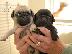 PoulaTo: Pug